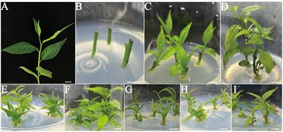Efficient plant regeneration through direct shoot organogenesis and two-step rooting in Eucommia ulmoides Oliver